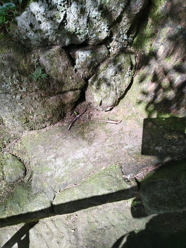 2024年9月14日箱根神社境内にて2
