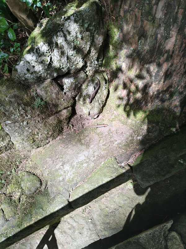 2024年9月14日箱根神社境内にて1
