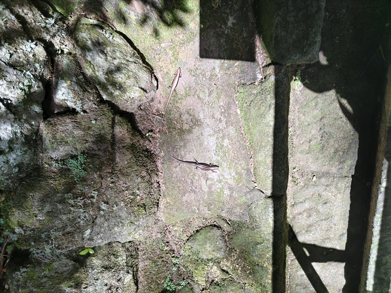 2024年9月14日箱根神社境内にて3